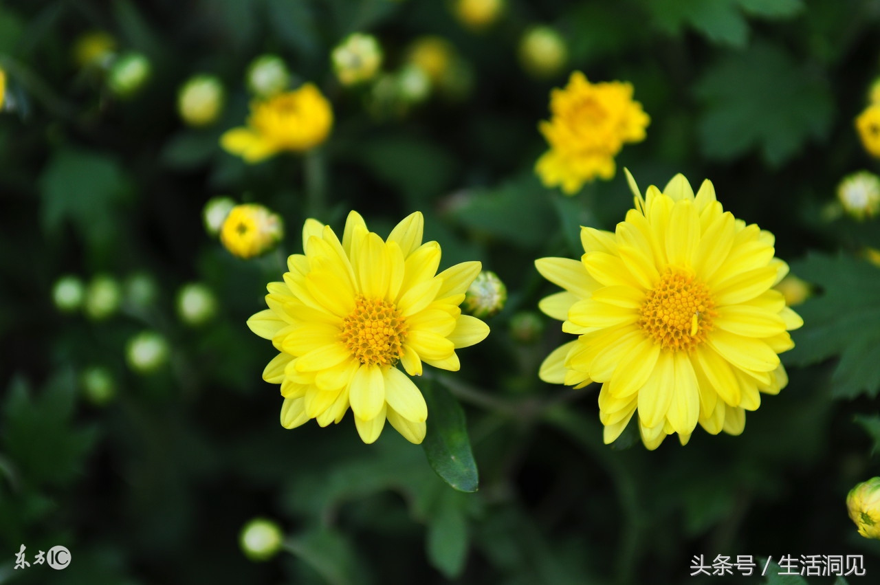 怎么样才能识破诈骗手段,生活处处是骗子套路