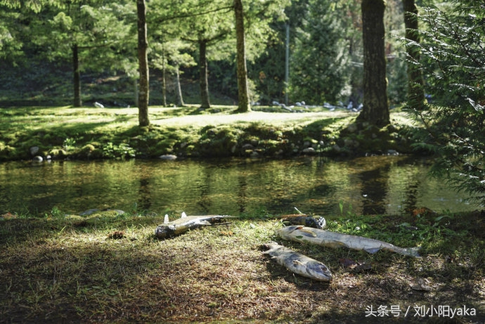 维多利亚水廊旅游,加拿大旅行景点