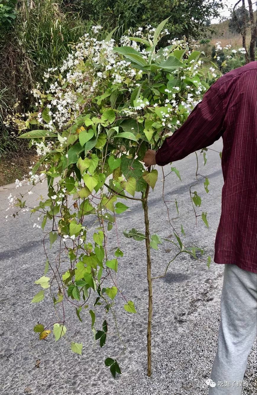 各种烤火龙果干,奶香傣家芒果干
