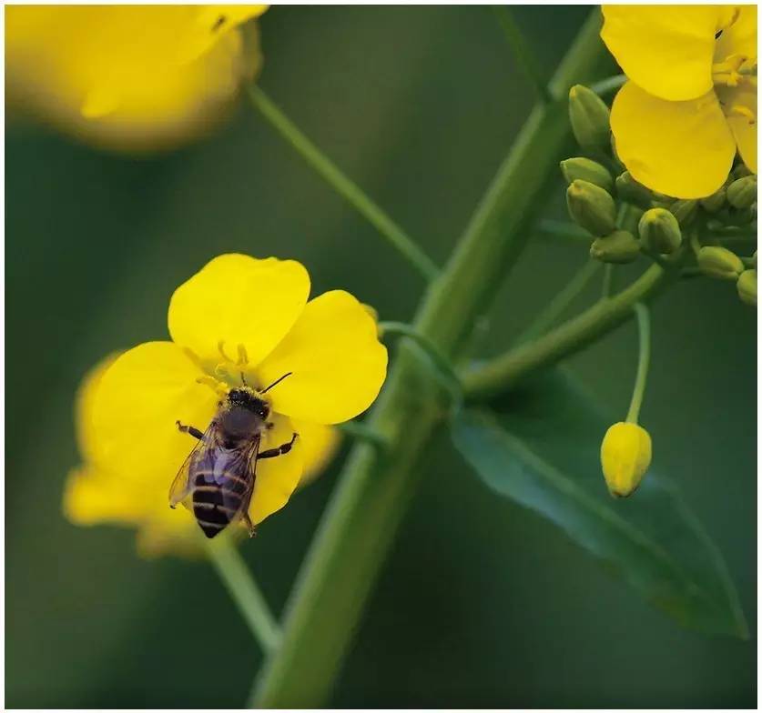 集市上的蜂蜜,地地道道山里的纯正蜂蜜