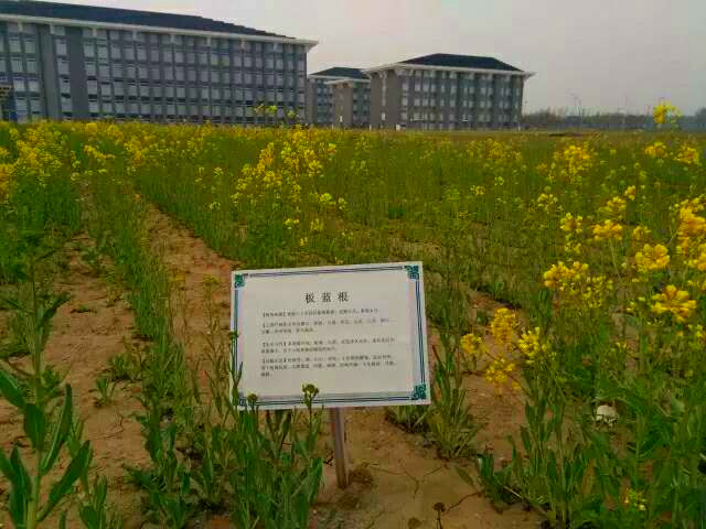 国医·青年嘘,这些秘密只有北中医人才听得懂~