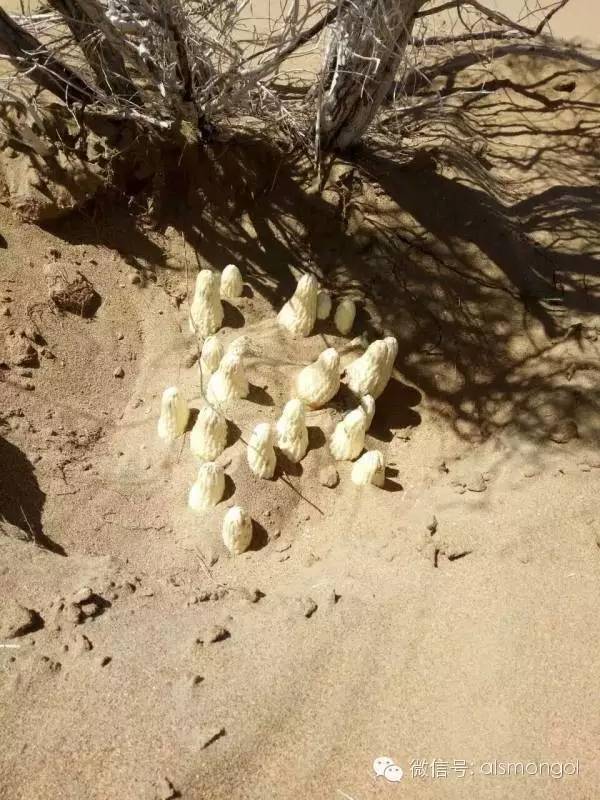 蒙古阿拉善肉苁蓉,阿拉善苁蓉生长在哪儿