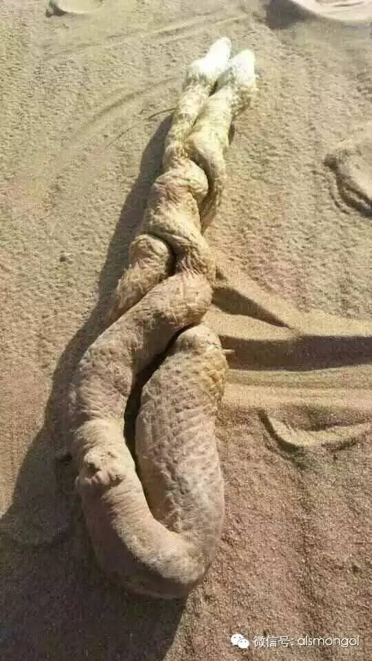 蒙古阿拉善肉苁蓉,阿拉善苁蓉生长在哪儿