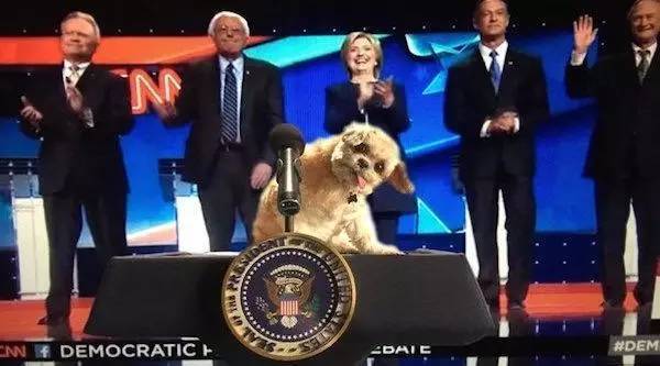 天天和猫咪相处会得病吗,猫狗最怕的三件事