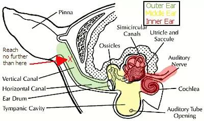 天天和猫咪相处会得病吗,猫狗最怕的三件事