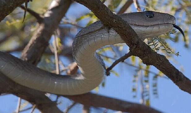 眼镜王蛇对世界上移动速度最快的第二大毒蛇黑曼巴，棋逢对手啊