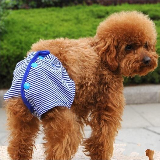 狗狗来“大姨妈”的时候，该如何照顾她呢？