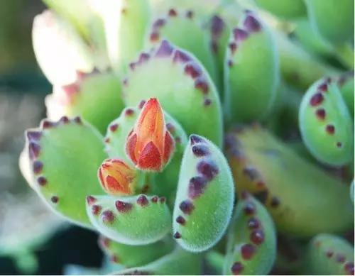 多肉植物还能投资吗,多肉种植卖钱