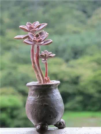 红梅多肉悬崖桩老桩,多肉老桩怎么养