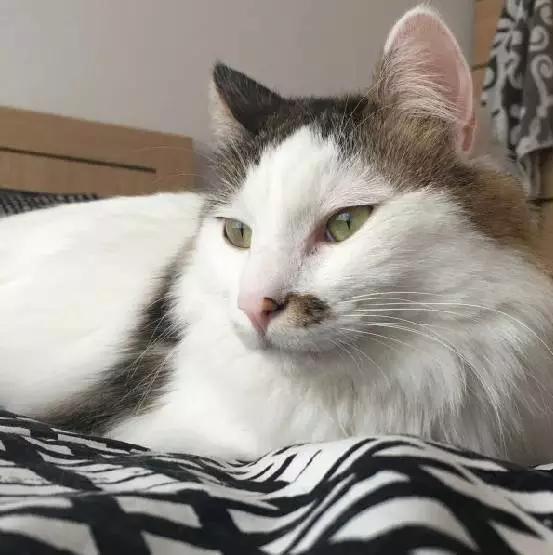 上海领养猫公益,上海领养狗狗店