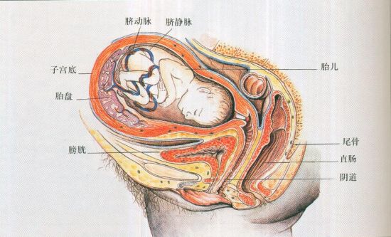 盆骨怎么看女的生过孩子没,骨盆怎么看是否倾斜
