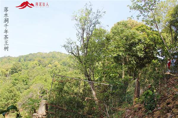 春茶之旅第二站：贡茶麻黑和新秀落水洞