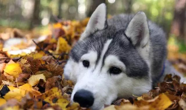 你必须知道的事情是什么,血统不纯正的哈士奇就是二哈吗