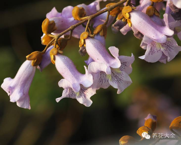 冷知识干货科普植物 (植物大战僵尸2冷门知识)