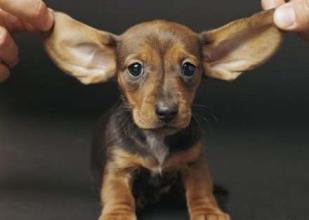 狗狗的听觉有问题怎么办,狗狗听力