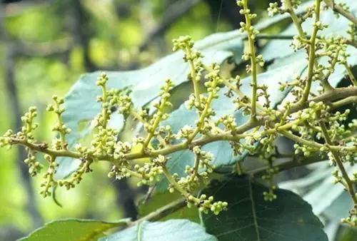 可怕的虫子小学生,恐怖虫子从哪里爬出来