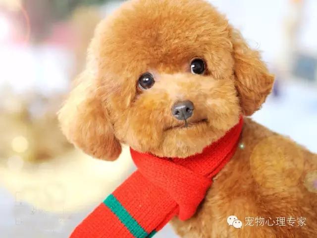 细谈“万骑王”泰迪——骑遍天下万物，一骑定乾坤！