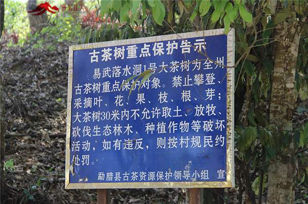 春茶之旅第二站：贡茶麻黑和新秀落水洞