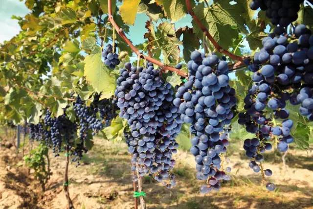 葡萄酒养生小知识,葡萄酒知识小教学