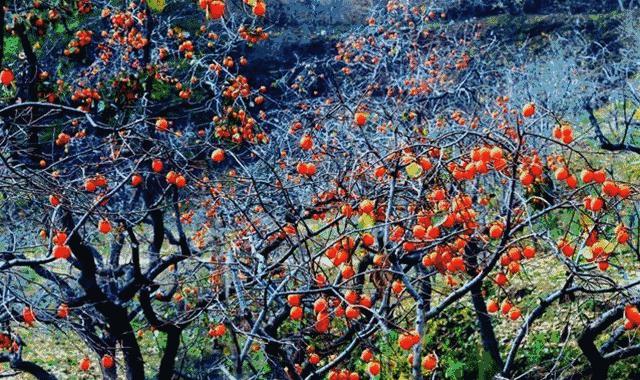 糖心柿饼软糯香甜,正宗富平流心柿饼黄色小包装