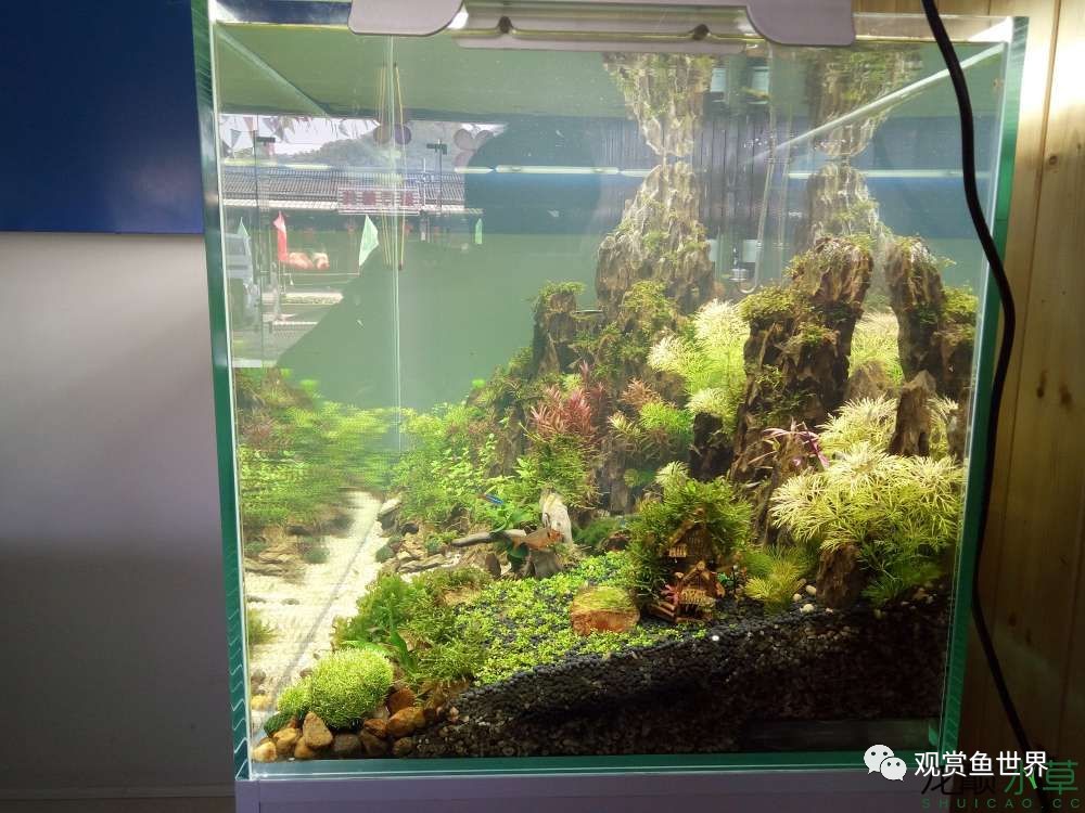 谦虚的新人晒一晒1米缸，“建缸”VS45天后（内涵多张细节图和详解！）