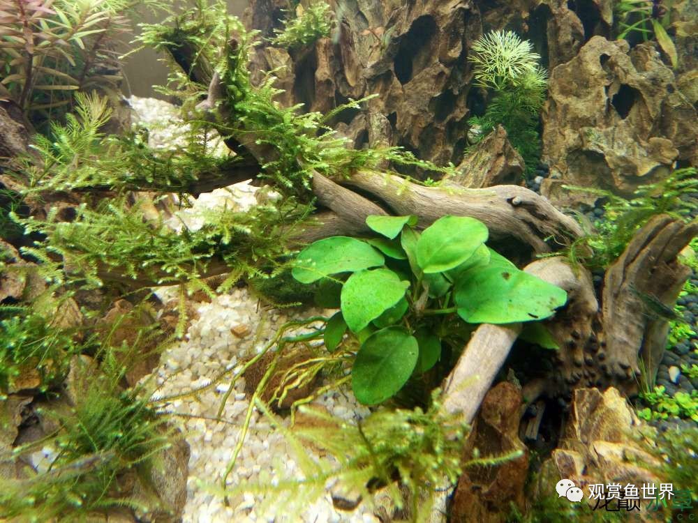 谦虚的新人晒一晒1米缸,“建缸”VS45天后(内涵多张细节图和详解!)