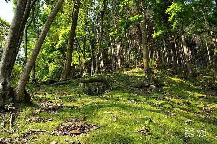 梧州新年旅游攻略,元旦梧州旅游最佳去处