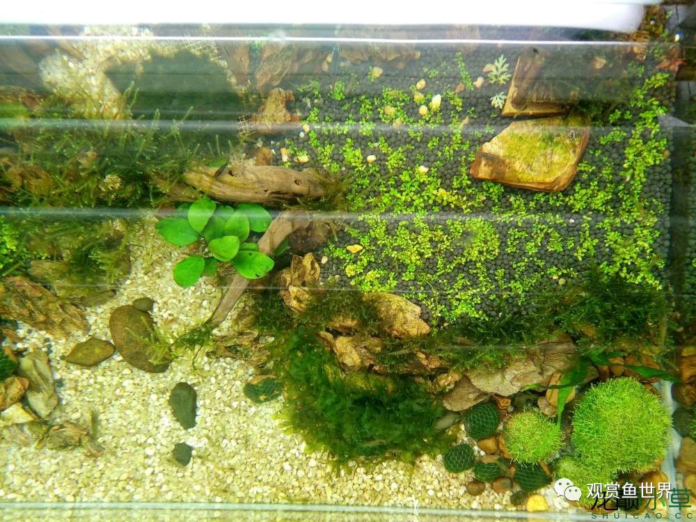 谦虚的新人晒一晒1米缸，“建缸”VS45天后（内涵多张细节图和详解！）