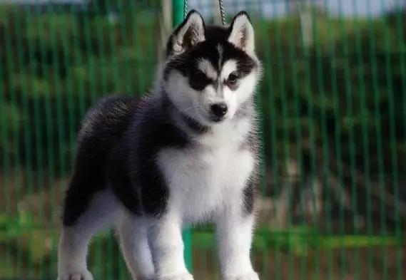 你必须知道的事情是什么,血统不纯正的哈士奇就是二哈吗