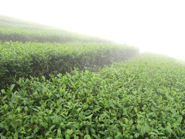 龙州旅游特产,龙州金龙有什么特产