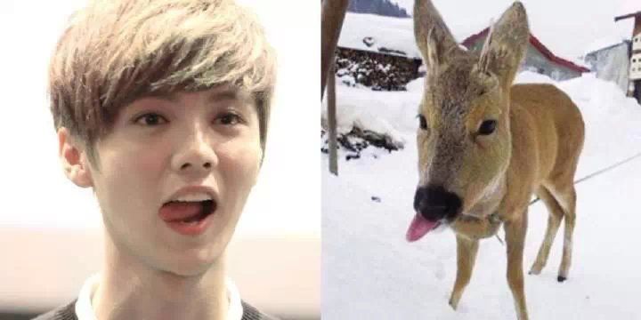 鹿晗爆红之路可以复制吗,鹿晗十大新闻