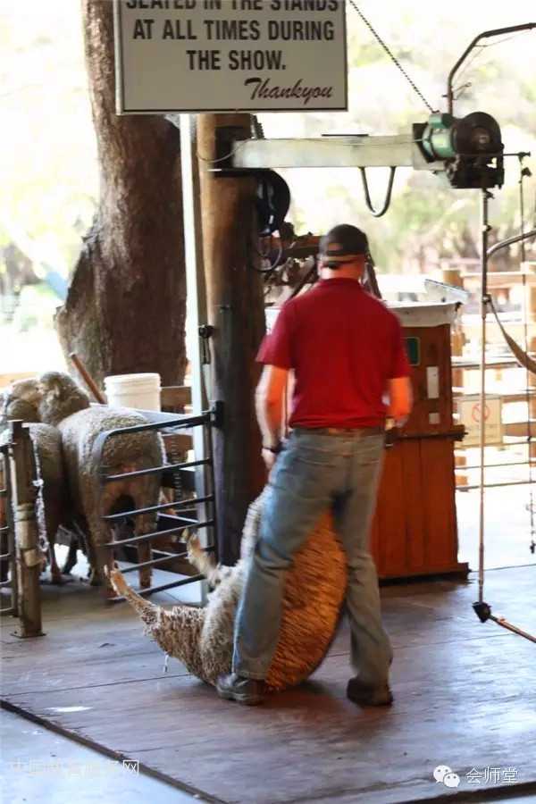 中国教育服务网：澳洲游记-羊毛是这样剪成的