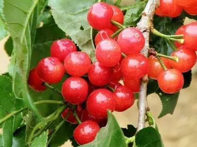 五一假期快来农业园摘蓝莓,五一快来摘草莓了