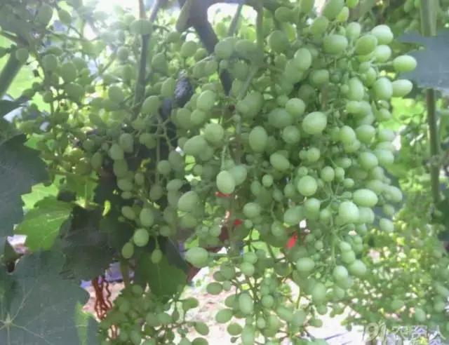 葡萄大小粒的原因及治疗方法,治葡萄大小粒的药