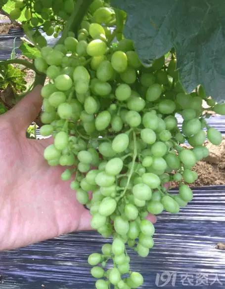 葡萄大小粒的原因及治疗方法,治葡萄大小粒的药