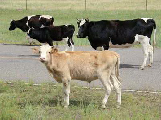 奶牛难产与救治视频,奶牛产科疾病诊断与治疗