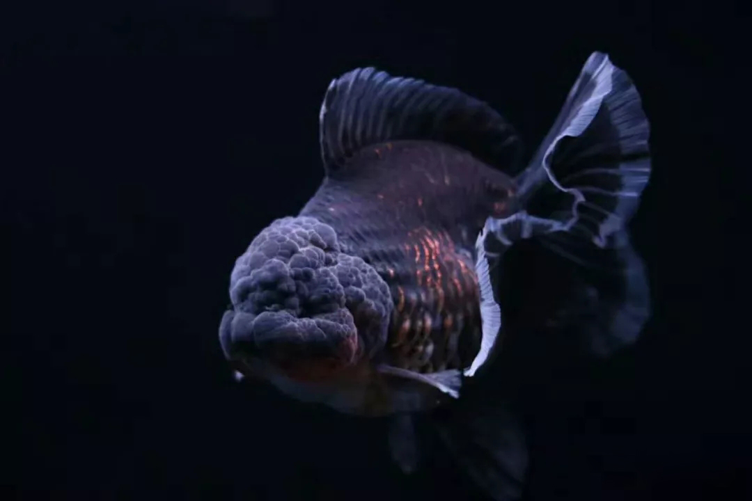 什么样的狮子头金鱼是精品,金鱼中的虎头和狮子头有什么区别