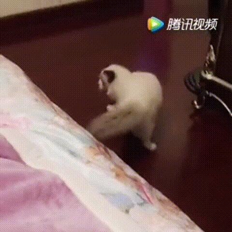 选猫需要问哪些问题,选猫英短重点