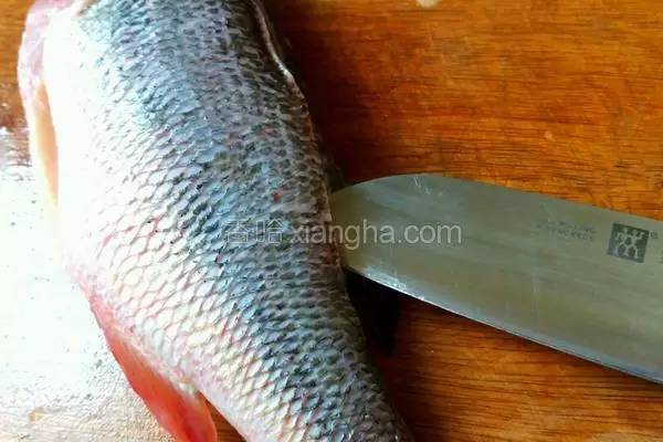 罗非鱼剔鱼骨切鱼片技巧,如何去鱼骨切鱼片视频