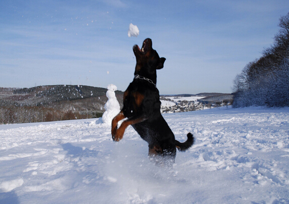 犬种百科之德国牧羊犬,犬百科大全