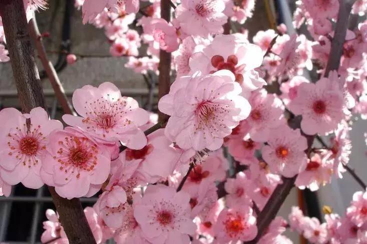 日本梅花品种和中国梅花区别,梅花十大稀有品种哪种梅花最珍贵