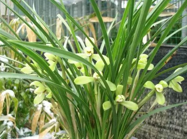 春兰四大天王品种,春兰四大天王的香气