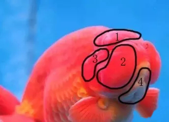 金鱼狮子头鎏金区别,虎头金鱼和狮子头金鱼的区别