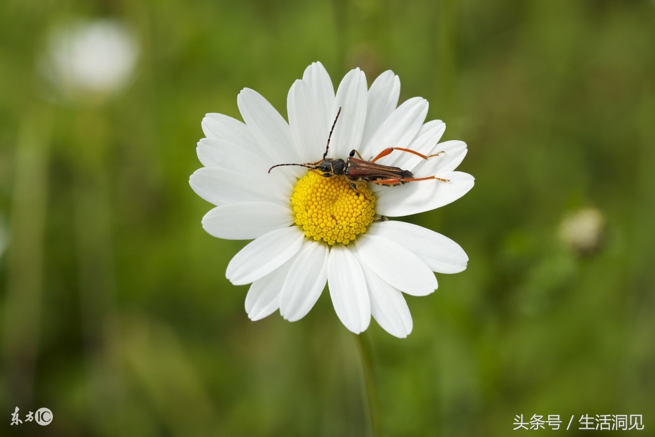 怎么样才能识破诈骗手段,生活处处是骗子套路