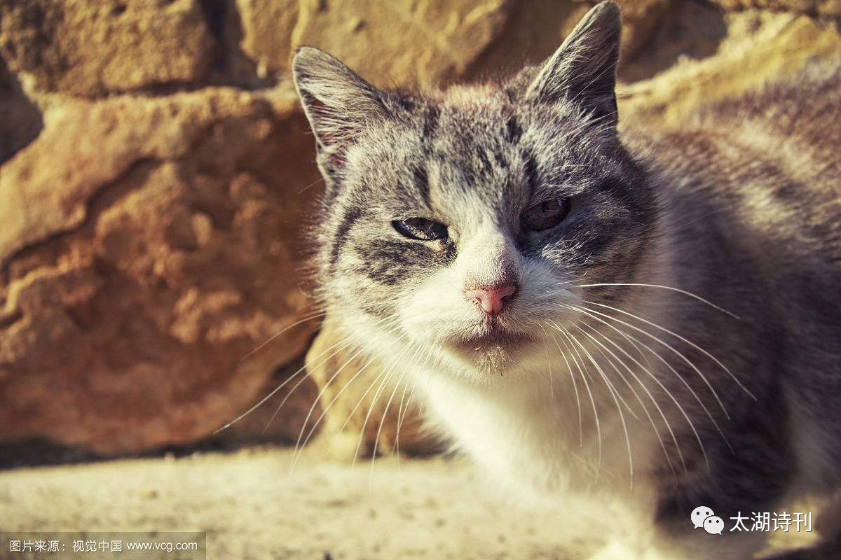 老浦闲聊一一尾巴的功能