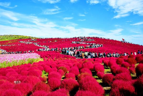 日本jrpass关西周游卡怎么买,上海售全日本jrpass21天周游券