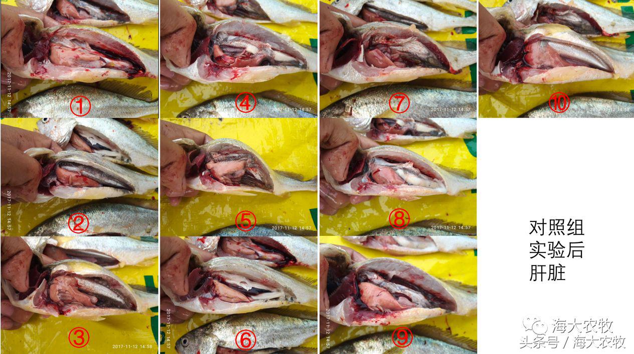 宁德大黄鱼白鳃病,大头鱼白嘴病怎么治疗最好