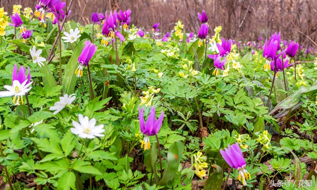 被叫猪牙花,花开却美过蝴蝶兰,而且至少活10年以上!