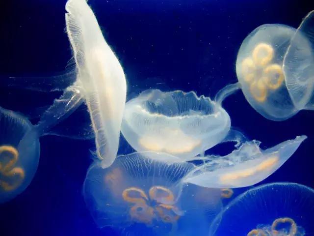 法国纪行—摩纳哥（看看F1赛道，欧洲*场赌**和摩纳哥王妃）