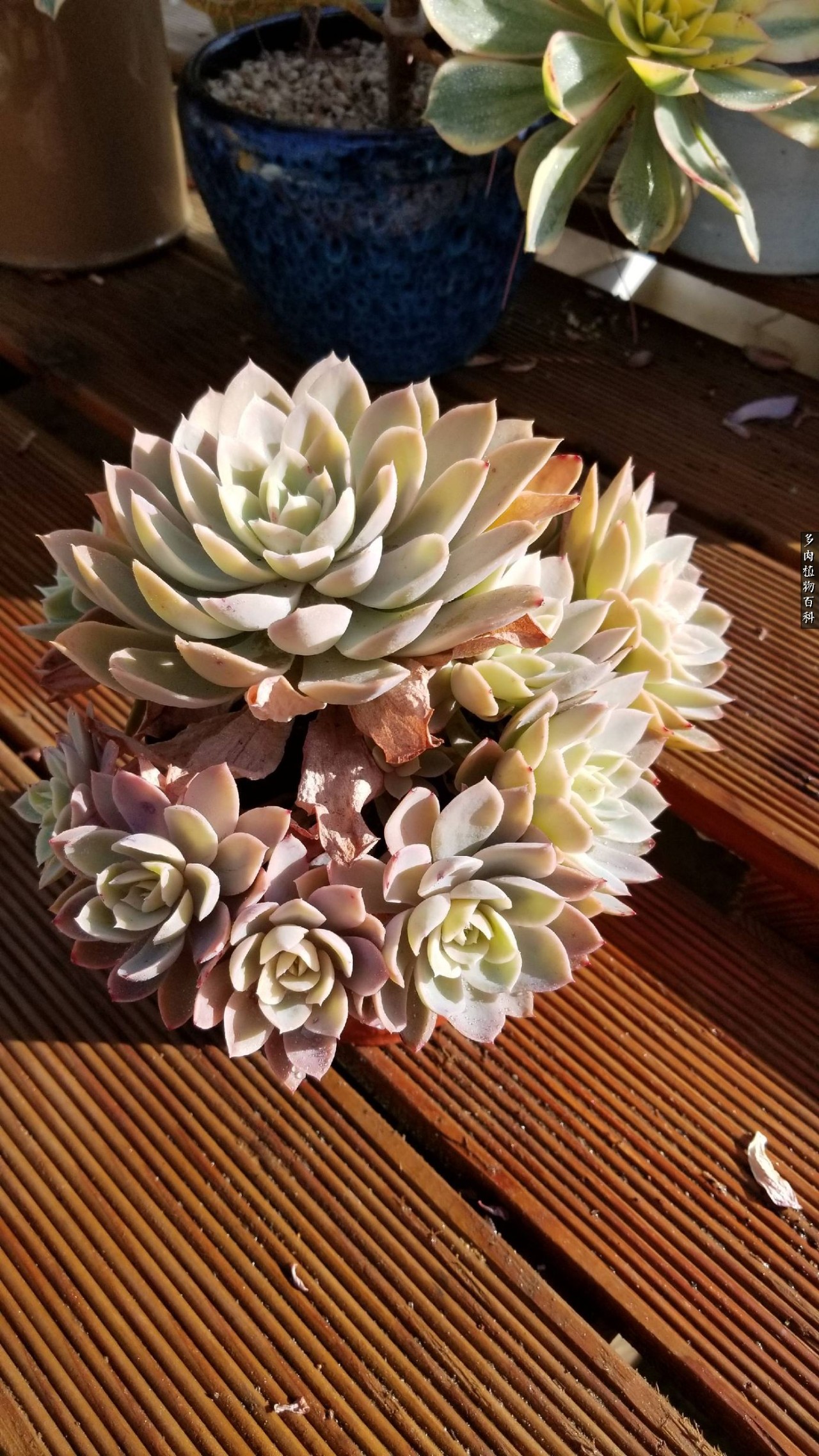 什么元素可以促进多肉生长,多肉修根喷除菌药